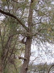 Salix alba