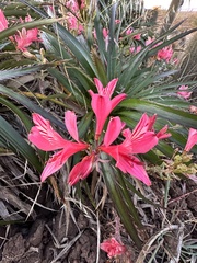 Eryngium paniculatum