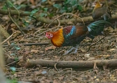 Gallus gallus spadiceus