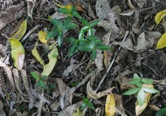 Alternanthera sessilis