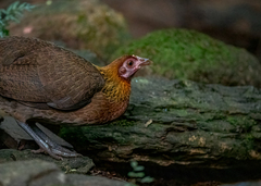 Gallus gallus spadiceus
