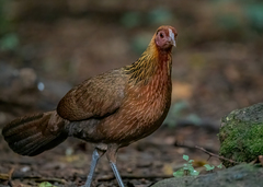 Gallus gallus spadiceus