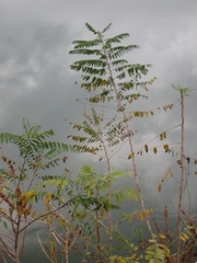 Amorpha fruticosa