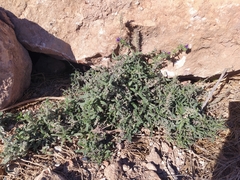 Echium sabulicola decipiens