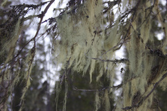 Alectoria sarmentosa