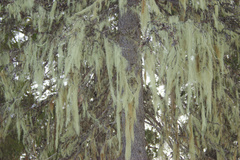 Alectoria sarmentosa