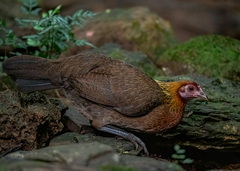 Gallus gallus spadiceus