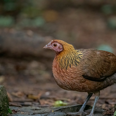 Gallus gallus spadiceus