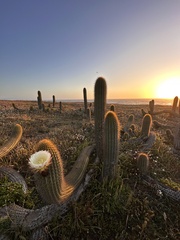 Trichocereus chiloensis litoralis