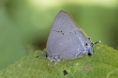 Parrhasius polibetes