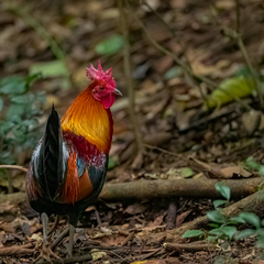 Gallus gallus spadiceus