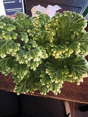 Selaginella uncinata