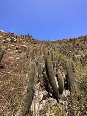 Trichocereus chiloensis litoralis