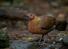 Gallus gallus spadiceus