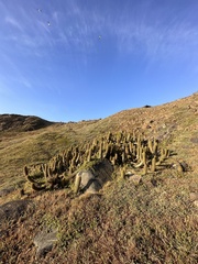 Trichocereus chiloensis litoralis