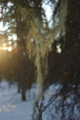 Alectoria sarmentosa