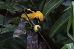 Icterus mesomelas