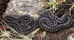 Vipera aspis zinnikeri