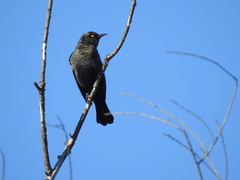 Euphagus