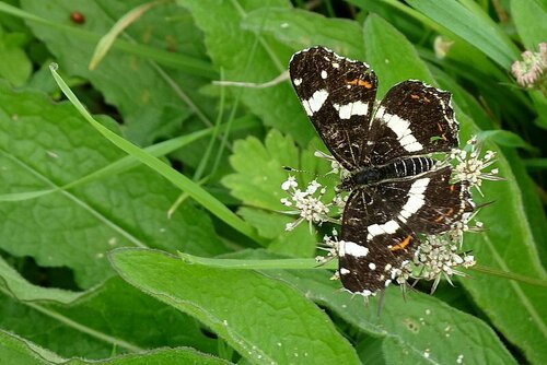 Araschnia levana