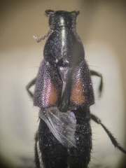 Philonthus cruentatus