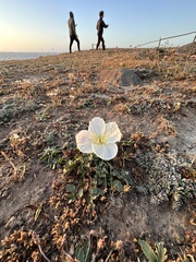 Oenothera acaulis
