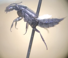 Philonthus cruentatus