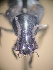 Philonthus cruentatus