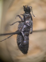 Philonthus cruentatus