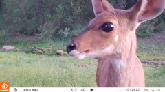 Tragelaphus sylvaticus