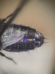 Philonthus cruentatus