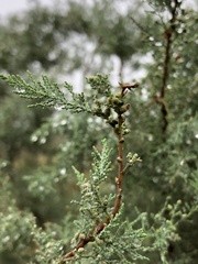 Juniperus foetidissima