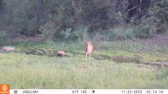Tragelaphus sylvaticus