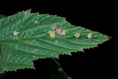 Dasineura ulmaria