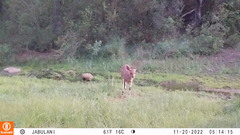 Tragelaphus sylvaticus