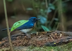 Cyornis glaucicomans