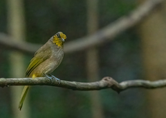 Pycnonotus finlaysoni