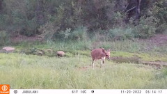 Tragelaphus sylvaticus
