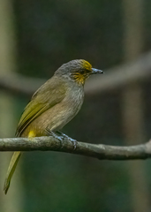 Pycnonotus finlaysoni