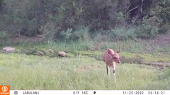 Tragelaphus sylvaticus