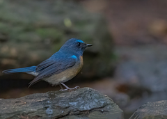 Cyornis glaucicomans