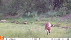 Tragelaphus sylvaticus