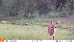Tragelaphus sylvaticus