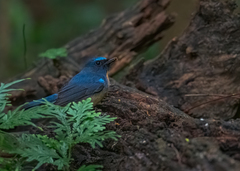 Cyornis glaucicomans
