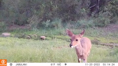 Tragelaphus sylvaticus