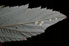Dasineura ulmaria