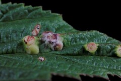 Dasineura ulmaria