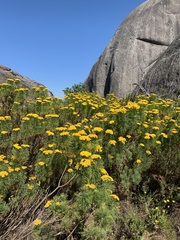 Hymenolepis crithmifolia