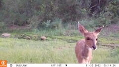 Tragelaphus sylvaticus