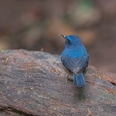 Cyornis glaucicomans